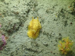 Doris adrianae thumbnail