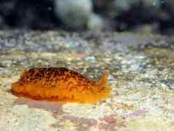 Dendrodoris temarana thumbnail