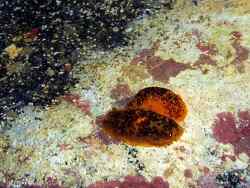 Dendrodoris temarana thumbnail