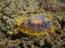 Doriopsilla areolata thumbnail