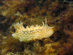 Doris verrucosa thumbnail