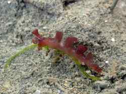 Hancockia uncinata thumbnail