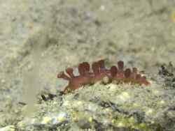 Hancockia uncinata thumbnail