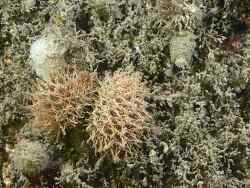 Janolus hyalinus thumbnail