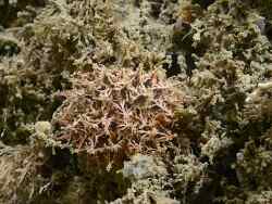 Janolus hyalinus thumbnail
