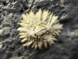 Chthamalus malayensis thumbnail