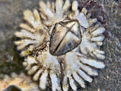 Chthamalus malayensis thumbnail