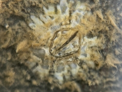 Chthamalus malayensis thumbnail