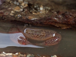 Epixanthus frontalis thumbnail