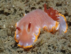 Rudmania purpurea thumbnail