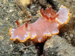 Rudmania purpurea thumbnail