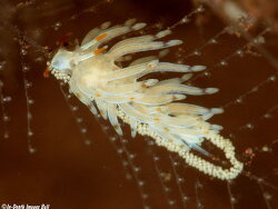 Tenellia sp. b369, 8mm, Bali
