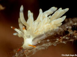Tenellia sp. b369, 8mm, Bali