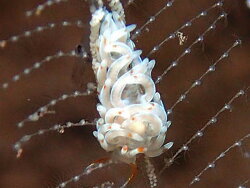 Tenellia sp. b369, 8mm, Bali