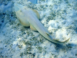 Glaucostegus halavi