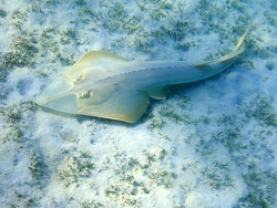 Glaucostegus halavi