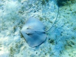 Himantura Uarnak