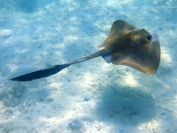Pastinachus Sephen