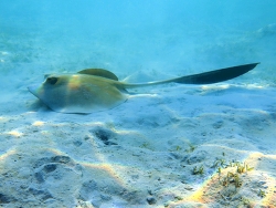 Pastinachus Sephen