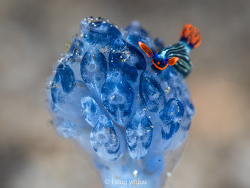 Nembrotha livingstonei,Selat Lembeh, North Sulawesi, ID 2026