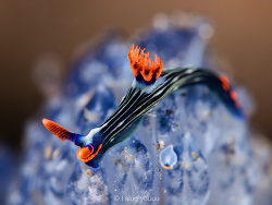 Nembrotha livingstonei,Selat Lembeh, North Sulawesi, ID 2026