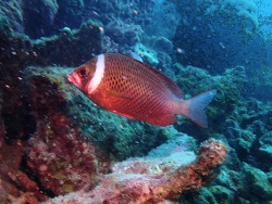 Foto: Perhentian, Malaysia