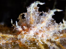 Eubranchopsis virginalis thumbnail