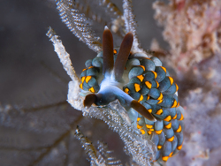 Tenellia bughaw thumbnail