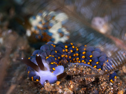 Tenellia bughaw thumbnail