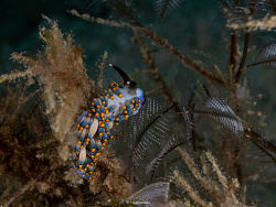 Tenellia bughaw thumbnail