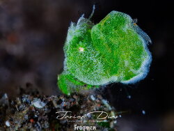 Phycocaris sp.03 thumbnail