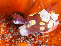 Colpodaspis thompsoni thumbnail