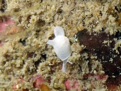Colpodaspis pusilla,Finistère, Bretagne, FR 2025