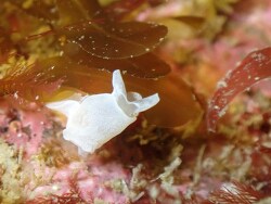 Colpodaspis pusilla,Finistère, Bretagne, FR 2025