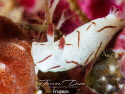 Paradoris sp.01 thumbnail