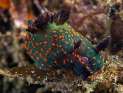 Nembrotha milleri,Selat Lembeh, North Sulawesi, ID 2026