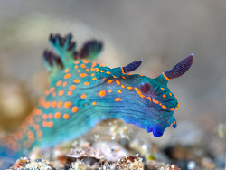 Nembrotha milleri,Selat Lembeh, North Sulawesi, ID 2026