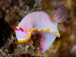 Mexichromis sp.04 thumbnail