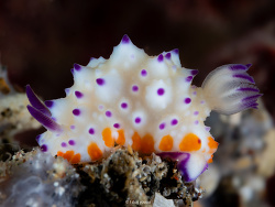 Mexichromis multituberculata thumbnail