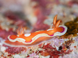 Mexichromis pusilla thumbnail