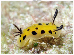 Halgerda brunneomaculata,Île des Pins, Nouvelle-Calédonie 2026