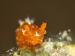 Martadoris limaciformis thumbnail