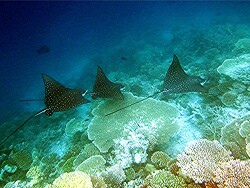 Aetobatus narinari - Adlerrochen - Malediven - Thudufushi - Hausriff