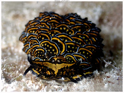 Cyerce nigricans,Île des Pins, Nouvelle-Calédonie 2026