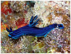 Tambja caeruleocirrus,Île des Pins, Nouvelle-Calédonie 2026