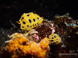 Reticulidia suzanneae nudibranch, Thailand 2025
