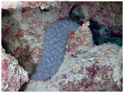 Holothuria turriscelsa,Île des Pins, Nouvelle-Calédonie 2026