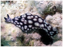 Pseudoceros imitatus thumbnail