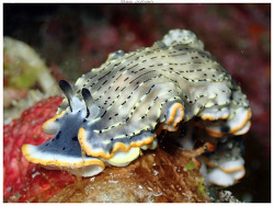 Dermatobranchus gonatophorus thumbnail