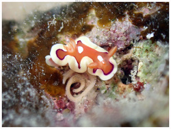 Mexichromis pusilla,Île des Pins, Nouvelle-Calédonie 2026